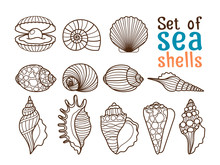 Vector Sea Shell Or Marine Shells Line Icons Set On White Background