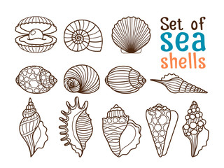 Wall Mural - Vector sea shell or marine shells line icons set on white background