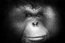 Black And White Portrait Of A Bornean Orangutan
