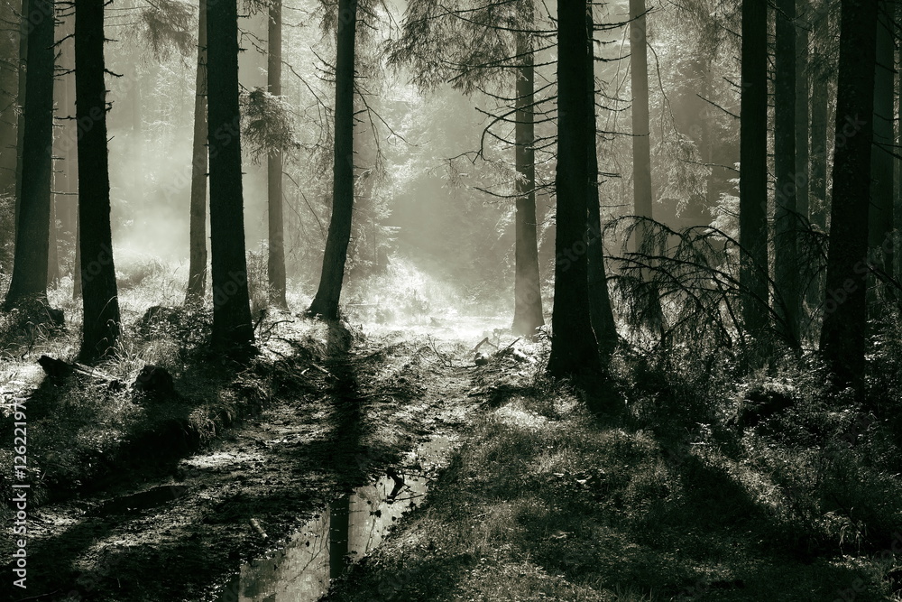 morning light in spruce forest