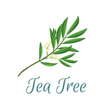 Tea Tree Branch With Flowers And Leaves. Malaleuca Or Tea Tree Design Composition. Vector Illustration For Web Or Print