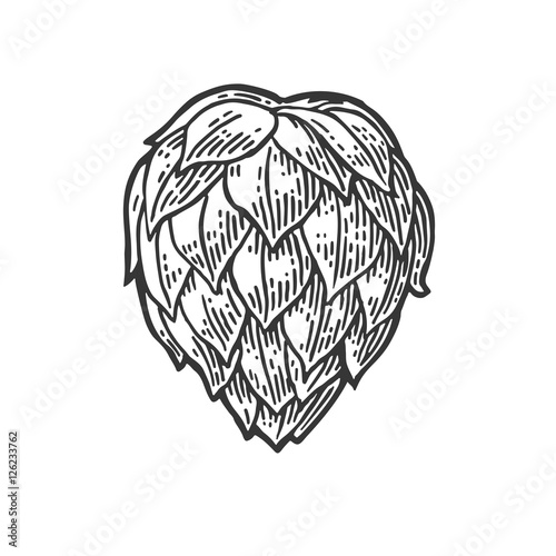 Láminas Hop herb plant wih leaf. Vector vintage engraved illustration.