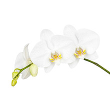 Three Day Old White Orchid Isolated On White Background. Closeup.