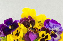 Yellow And Violet Flowers