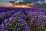 Fototapeta Krajobraz - Exciting landscape with lavender field at sunset