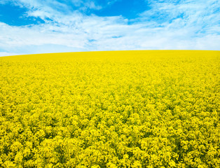 Wall Mural - flowers of oil in rapeseed field