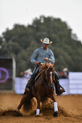 Wall Mural - The front view of a rider in cowboy chaps, boots and hat on a horseback running ahead and stopping the horse in the dust.