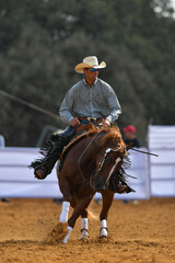 Wall Mural - The front view of a rider in cowboy chaps, boots and hat on a horseback performs an exercise during a competition