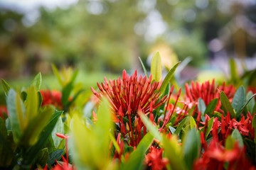 Wall Mural - Red flower spike close up