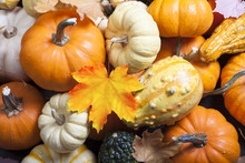 Pumpkins, Squash And Gourds Autumn Background