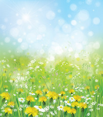Wall Mural - vector nature background with chamomiles and dandelions.
