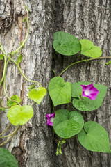 Wall Mural - green plant on a background of tree bark