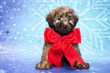 Soft Coated Wheaten Terrier for Christmas