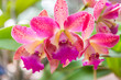 Pink Cattleya orchid.