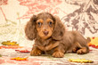 Autumn Miniature Dachshund Puppy