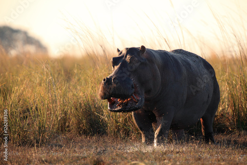 Cuadros en Lienzo The common hippopotamus (Hippopotamus amphibius)