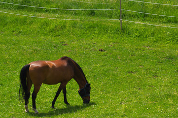 brown horse standing on the pasture and green medow