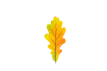 Wall Mural - Colorful oak leaf on the white background.
