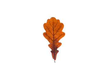 Wall Mural - Colorful and old oak leaf on the white background.