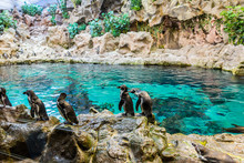 Penguins In Loro Park (Loro Parque). Loro Park Is One Of The Most Famous Parks In Europe, Tenerife, Canary Islands