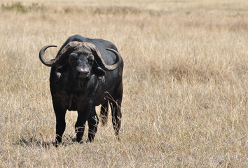 Water buffalo chewing grass