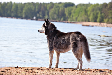  Wet dog Siberian Husky on the beach