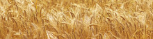 Barley Field Background