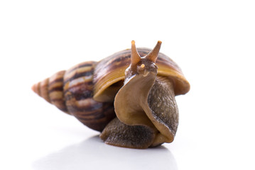 Garden snail isolated on white...