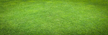 Green Grass / Herbe Verte