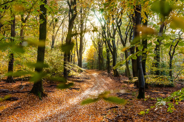 Sunflair on footpath at forest in autumn season, netherlands