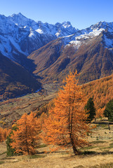 Poster - Larch trees and a valley in the French Alps during a clear, autumn day.