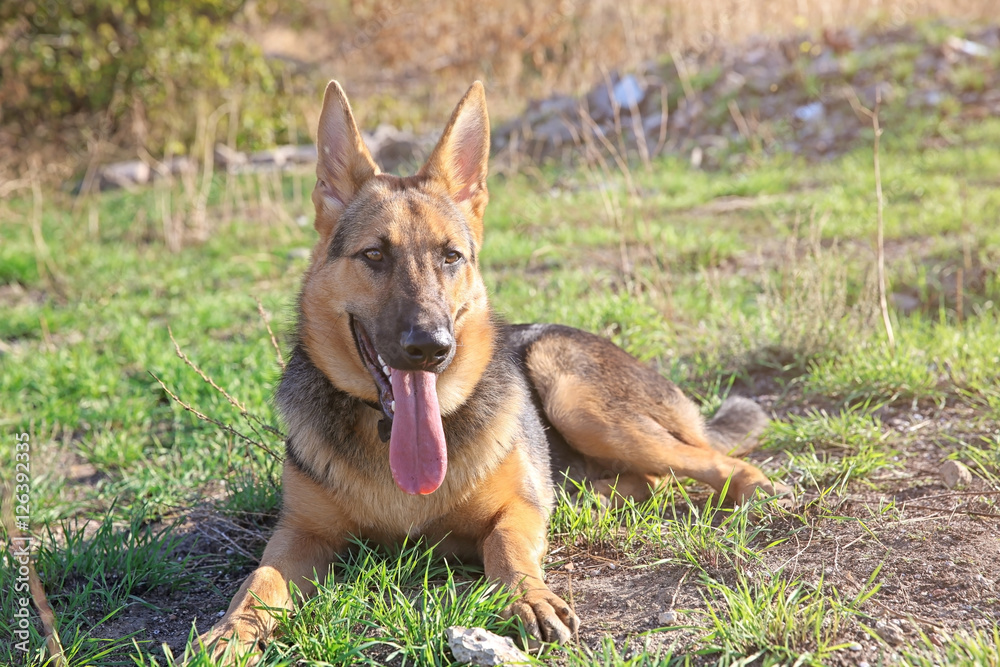 Cute german shepherd dog lying on grass