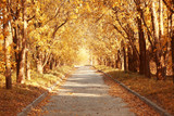 Fototapeta Natura - Beautiful autumn park background