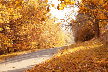 Poster - Beautiful autumn park background