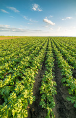  Green field of potato crops in a row