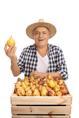 Wall Mural - Elderly farmer with a crate full of pears isolated