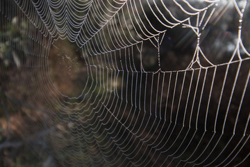 Intricate spider web