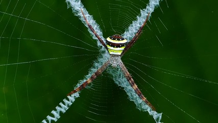 Spider on web in tropical rain forest, nature background.