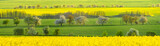Fototapeta Fototapety z widokami - Zielone łany młodego zboża na wiosennym polu 