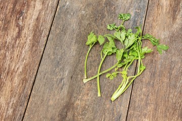  fresh coriander on a wooden table : copy space for add text 