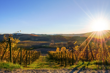 Canvas Print - Sunset over the vineyard of Langhe, in Piedmont (Italy), during harvest period in autumn