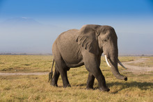 Herd Of Elephants In Amboseli National Park Kenia