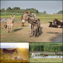 Wall Mural - Collage of donkeys