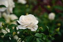 Beautiful White Rose Blooming In Summer Garden Green Leaves