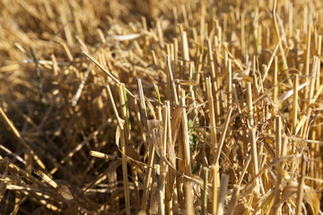 Field of cereal in the summer