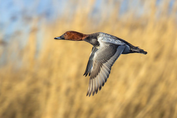 Common porchard flying