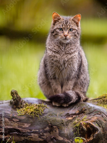 Photo Cute European wild cat with distictive tail