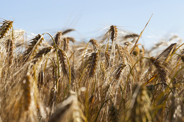 ripe yellow cereals