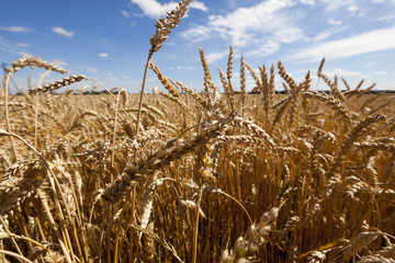 ripe yellow cereals