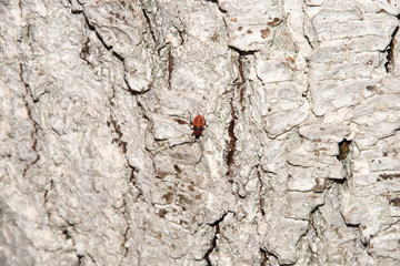 Bedbug-soldier on a tree trunk, red-black beetle. Whitening the bark of the old cracked wood for background and texture.